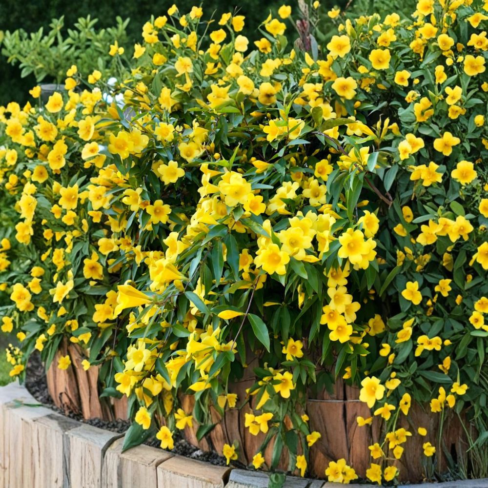 Carolina Jasmine Live Plant – Yellow Jessamine Vine 4–6 Inch Starter | Fragrant Spring Flower Vine | Outdoor Climbing Plant
