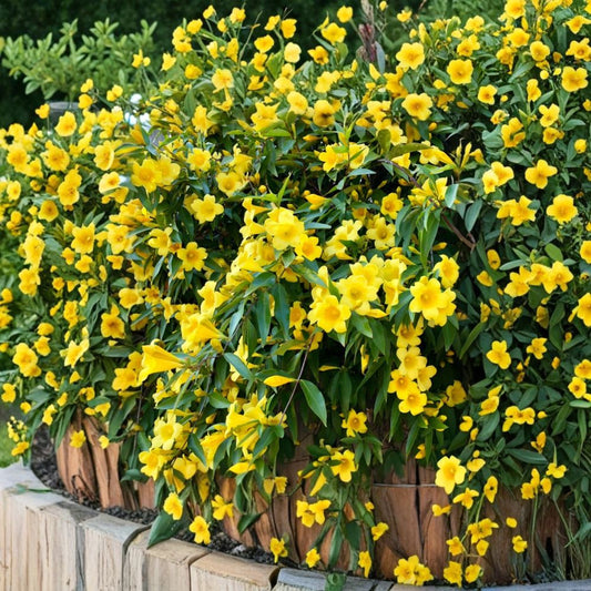 Carolina Jasmine Live Plant – Yellow Jessamine Vine 4–6 Inch Starter | Fragrant Spring Flower Vine | Outdoor Climbing Plant