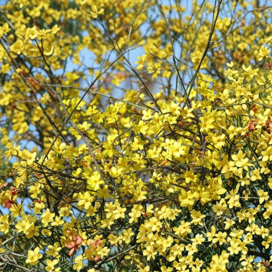 Winter Jasmine Bonsai – Jasminum nudiflorum Live Plant | Yellow Spring Blooms | Mini Flowering Bonsai | Patio & Indoor Friendly