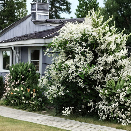 Clematis Sweet Autumn – Clematis paniculata Live Plant | 4-Inch Growers Pot | Fragrant Flowering Vine | Hardy Garden Climber | Ready to Plant