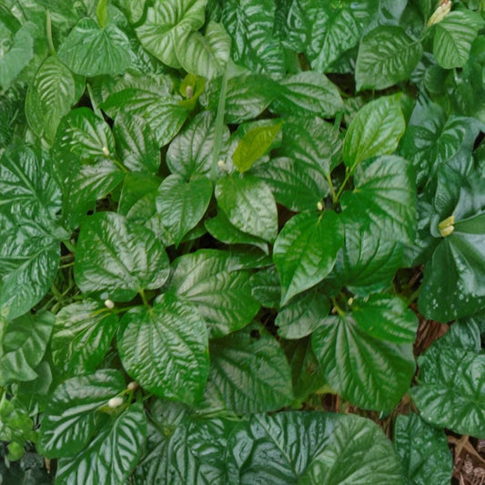 Wild Betel Leaf (Lá Lốt) – Piper sarmentosum Live Rooted Plants | Set of 5 | Culinary Herb | Shade-Loving Perennial