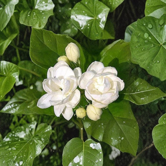 Jasmine Seeds – 25 Pack Fragrant White Flower Plant | Indoor Outdoor Herbal Plant | Tiny Blooming Vine or Shrub | Easy Grow