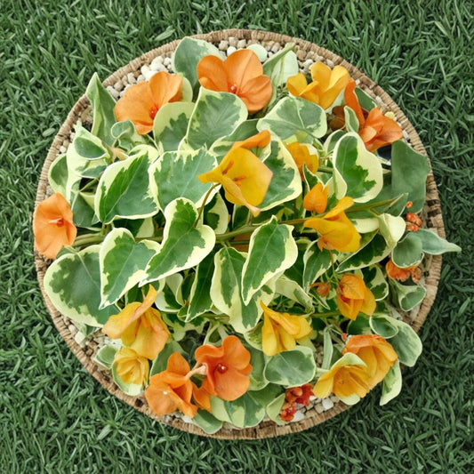 Delta Dawn Variegated Bougainvillea – Live Rooted Starter Plant | Tropical Flowering Vine | 3-Inch Pot