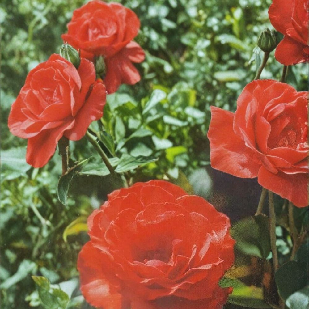 Impatient Floribunda Rose – Live Rose Bush Plant | 5 Gallon Size | Orange Red Blooms | Flowering Garden Shrub | Fine Roses
