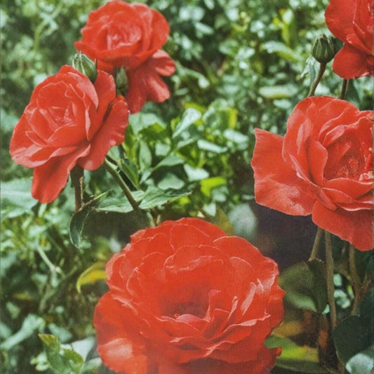 Impatient Floribunda Rose – Live Rose Bush Plant | 5 Gallon Size | Orange Red Blooms | Flowering Garden Shrub | Fine Roses