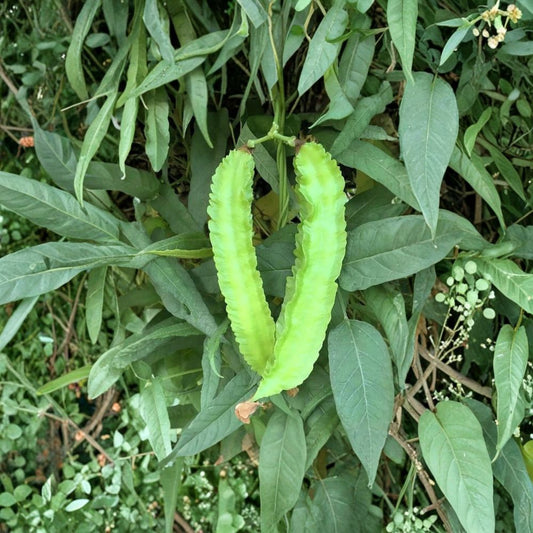 Winged Bean Live Plants – 2 Psophocarpus Tetragonolobus Starters | 3–5 Inches Tall | 4 Inch Pot | Tropical Vegetable
