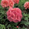 Ivy Geranium Cuttings Mix – 8 Fresh Pelargonium Cuttings for Rooting | Colorful Trailing Geraniums
