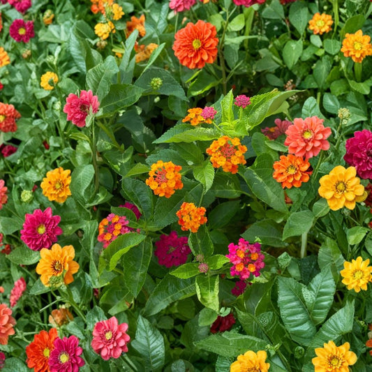 Lantana Camara Seeds – 110PCS Mosquito Repellent Flower Seeds | Colorful Perennial Garden Plant | Patio & Pollinator Friendly