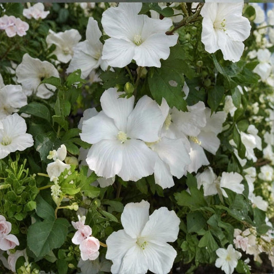 Diana White Hibiscus – Hibiscus syriacus ‘Diana’ Live Plant | 1 Quart | Rose of Sharon | White 4 Inch Flowers | Full Sun | Hardy Flowering Shrub