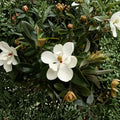 Southern Magnolia Tree – Magnolia grandiflora Live Plant | 6–8 Inch Starter Tree in Pot | Evergreen Flowering Tree | Fragrant White Blooms
