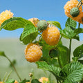 Fall Gold Raspberry – Live Rooted Plant | Golden Everbearing Raspberry | Self-Pollinating Berry Plant | Zones 3–8