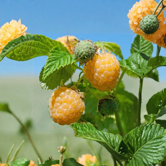 Fall Gold Raspberry – Live Rooted Plant | Golden Everbearing Raspberry | Self-Pollinating Berry Plant | Zones 3–8