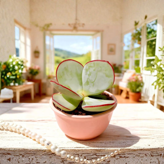 Rare Cotyledon Orbiculata 'Hakubi' – Live Bare Root Succulent | 1 Plant | Easy Care Houseplant | Collector Succulent