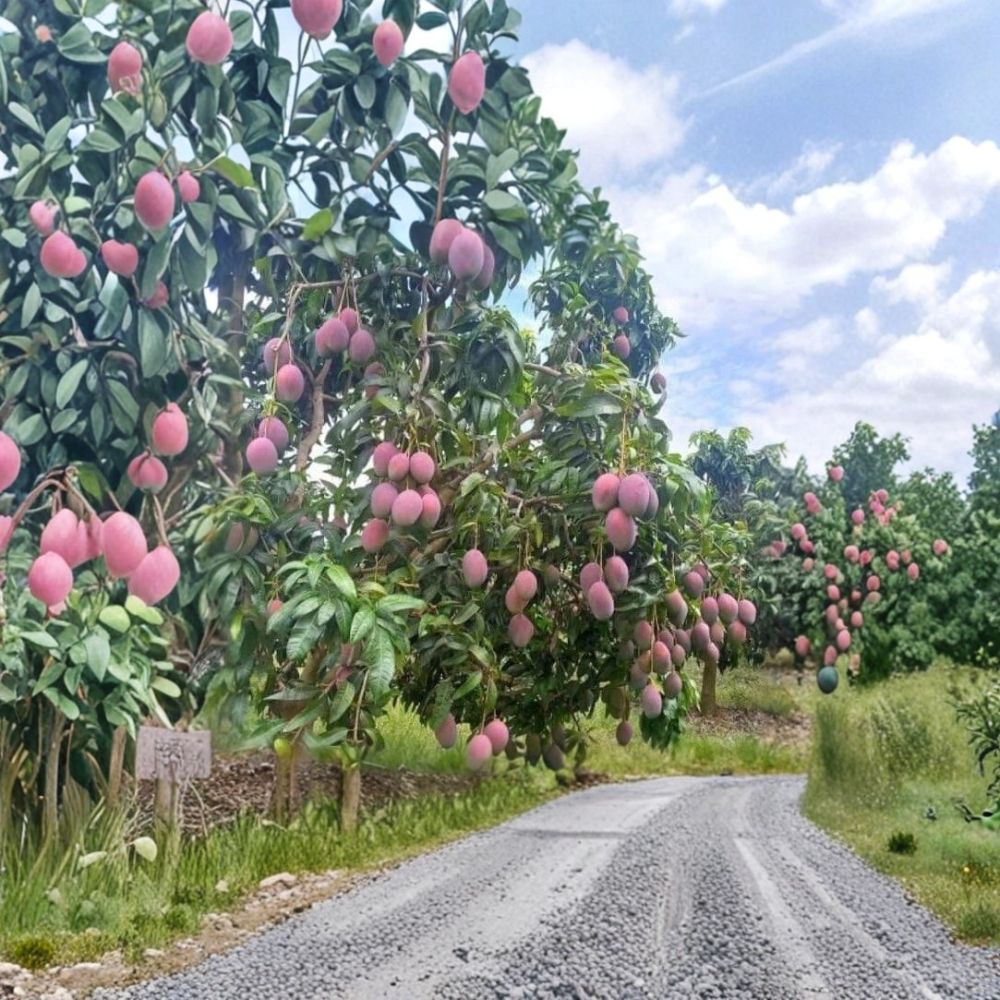 Mango Tree – Mangifera indica Live Seedling | 6–9 Inches Tall | Includes Nursery Pot | Tropical Fruit Tree | Easy to Grow