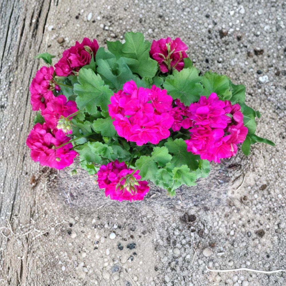 Very Bright Magenta Geranium Cuttings – 3 Live Pelargonium Plant Starters | Fragrant Magenta Blooms | Hardy Patio Flower