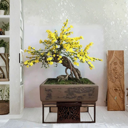 Winter Jasmine Plant – Jasminum nudiflorum Live Potted | 1 Gallon Bonsai Ready | Yellow Early Spring Flower | Hardy Ornamental Shrub | Garden & Patio Plant