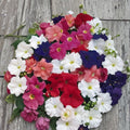 Bravo Mix Petunia Seeds – 50 Pelleted Petunia Flower Seeds | Compact Mounding Patio & Container Flowers