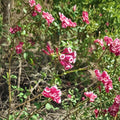 Red Cestrum Seeds – Cestrum elegans 10 Seeds | Bastard Jasmine | Fragrant Red Flower Shrub | Exotic Tropical Garden Plant