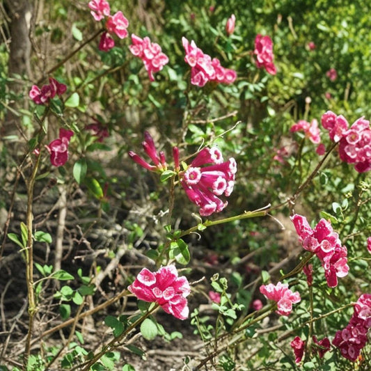 Red Cestrum Seeds – Cestrum elegans 10 Seeds | Bastard Jasmine | Fragrant Red Flower Shrub | Exotic Tropical Garden Plant