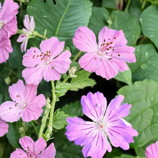 Hexham Feathers Geranium Seeds – 25+ Flower Seeds | Vibrant Garden Blooms | Pot & Border Friendly | Easy to Grow | USA Shipping