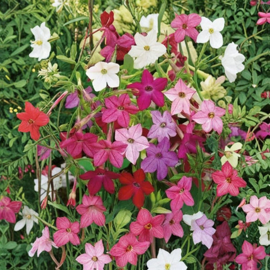 Nicotiana Alata – Jasmine Tobacco Seeds Mix | 2,500+ Seeds | Fragrant Night Blooming Flowers | Colorful Sensation Mix | Easy Grow