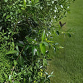 Bay Leaf Willow Bonsai Cutting – Thick Trunk Live Tree Starter | Fast Growing Salix Bonsai | Indoor Outdoor DIY Bonsai Plant | Unique Willow Variety
