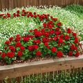Mountie Red Ivy Geranium Cuttings – 8 Fresh Pelargonium Cuttings for Rooting