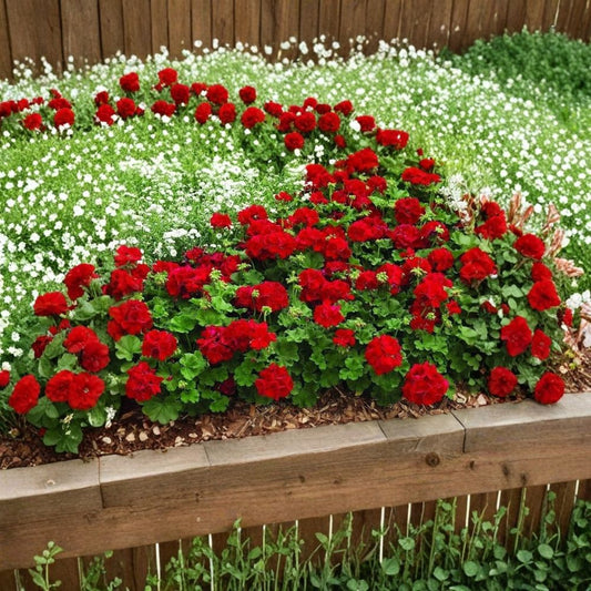 Mountie Red Ivy Geranium Cuttings – 8 Fresh Pelargonium Cuttings for Rooting