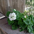 Double White Zonal Geranium Cuttings – 3 Fresh Pelargonium Starter Cuttings | Fragrant White Flower Plant | Patio & Garden Friendly