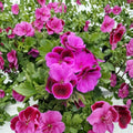 Martha Washington Geranium Cuttings – 6 Organic Live Pelargonium Starters | Rose Pink Regal Geranium | Patio & Container Friendly
