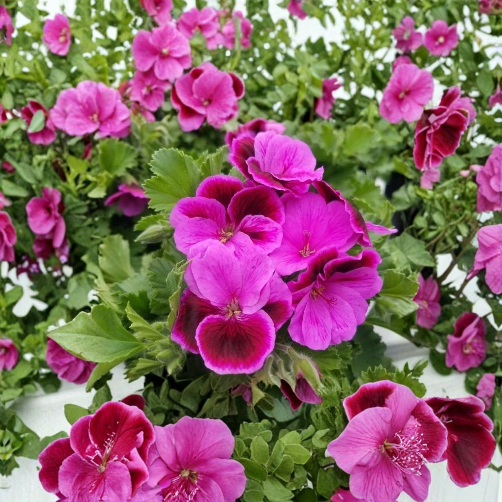 Martha Washington Geranium Cuttings – 6 Organic Live Pelargonium Starters | Rose Pink Regal Geranium | Patio & Container Friendly