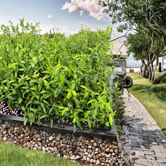 Malan Plants – Kalimeris indica Live Plants | 20 Pack Chinese Vegetable Herb | Indian Aster Red Stem | 马兰头 红梗马兰