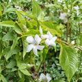 Chilean Jasmine Seeds – Mandevilla laxa 5 Pack | Fragrant White Star Vine | Climbing Flower Plant | Tropical Garden & Trellis Vine