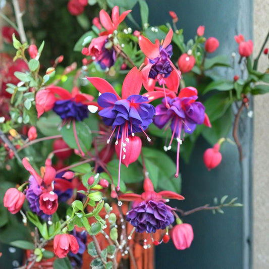 Blue Eyed Fuchsia Live Plant | Fuchsia Hybrid | Gallon Pot | Flowering Ornamental Plant | Pendulous Blooms | Patio & Shade Garden Plant | Zones 6–10