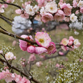 Fufen Ume Flowering Tree – Prunus mume ‘Fufen’ Live Plant | 30–36 Inches Tall | Pale Pink Blossom Apricot | Ornamental Patio & Garden Tree