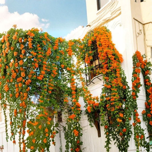 Orange Jasmine Seeds 20 – Rare Exotic Jasmine Vine | Fragrant Flowering Climber Seeds | Tropical Garden Plant