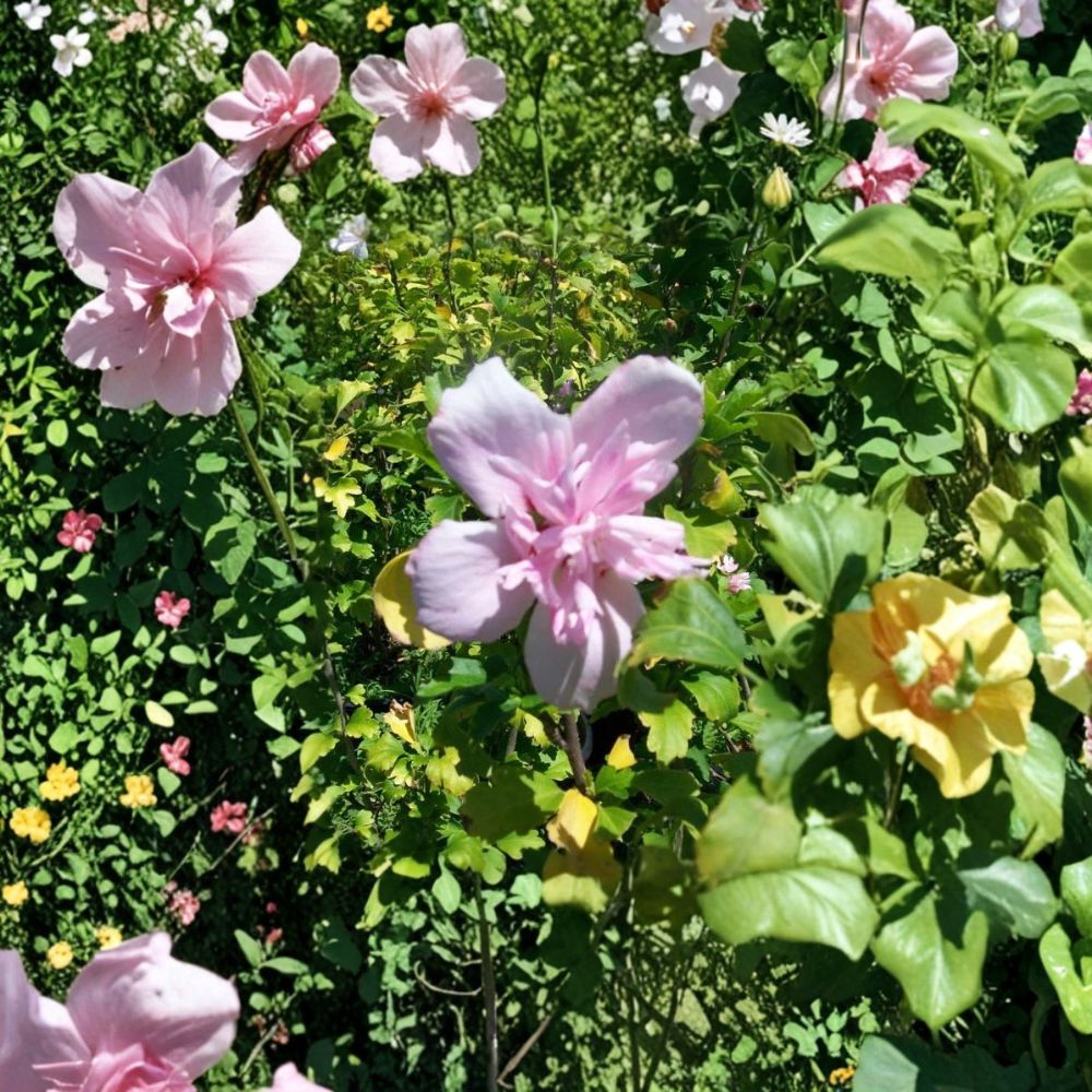 Double Flower Pink Althea Rose of Sharon – Live Shrub Plant | 1 Gallon Size | Double Pink Blooms | Hardy Landscape Plant | Easy to Grow