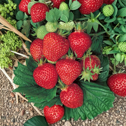 Quinault Strawberry Plants – 5 Live Rooted Everbearing Strawberries | Sweet Large Berry Plants | Zones 4–9