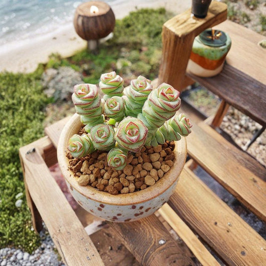 Jade Necklace Succulent – Crassula 'Jade Necklace' Live Plant | Rooted in 2 Inch Pot | Rare Hanging Succulent | Easy Care Houseplant