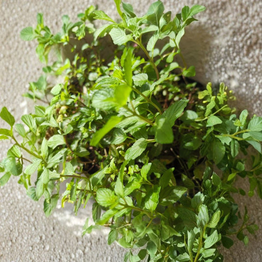Live Peppermint Cuttings – 2 Fresh Stems | Easy to Root | Culinary & Tea Herb | Fragrant Perennial | Container Friendly