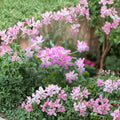 Rose Scented Geranium Cuttings – Pelargonium graveolens Live Plant Cuttings | 6 Unrooted Cuttings Included | Fragrant Rose Scented Leaves | Patio & Indoor Friendly | Easy to Grow