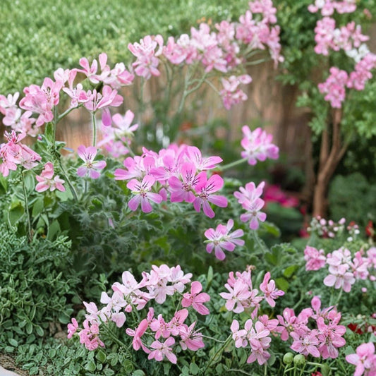 Rose Scented Geranium Cuttings – Pelargonium graveolens Live Plant Cuttings | 6 Unrooted Cuttings Included | Fragrant Rose Scented Leaves | Patio & Indoor Friendly | Easy to Grow