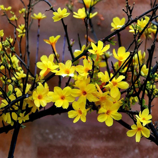 Winter Jasmine Bonsai Plant – Jasminum nudiflorum Live Plant | Yellow Early Spring Flower | Hardy Bonsai Shrub | Indoor & Outdoor Friendly
