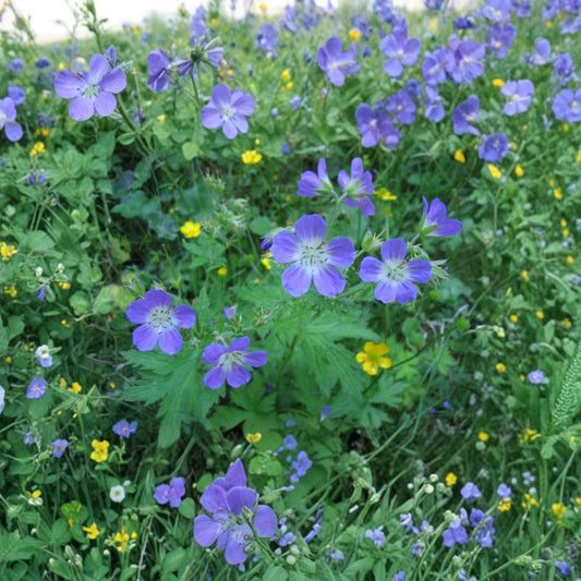 Geranium Pratense Mixed Colors – Geranium pratense Flower Seeds | 15+ Seeds | Butterfly Friendly Perennial Blooms | Colorful Cottage Garden Favorite | Easy to Grow