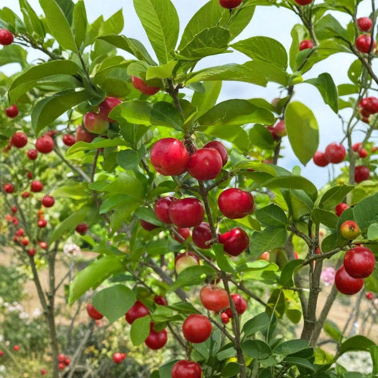 3 Barbados Cherry Live Plants – Acerola Fruit Bush | 4–6 Inch Starters | Vitamin C Rich Tropical Fruit | No Pot
