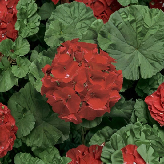 Ringo Deep Scarlet Geranium Seeds – 15 Pelargonium Flower Seeds | Early Blooming Red Geranium for Pots & Gardens