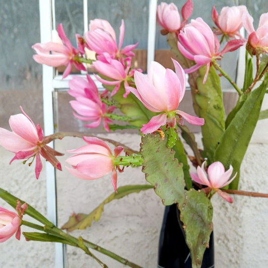 German Empress Orchid Cactus – Epiphyllum Live Rooted Plant | 6+ Inches | Rare Pink Flowering Cactus | Bare Root Starter | Indoor & Outdoor Plant