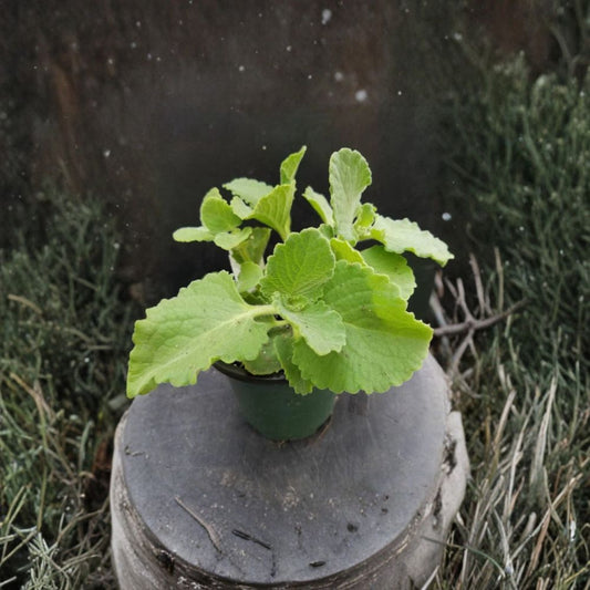 Mexican Mint – Plectranthus amboinicus Live Rooted Plants | Set of 2 | Cuban Oregano Herb