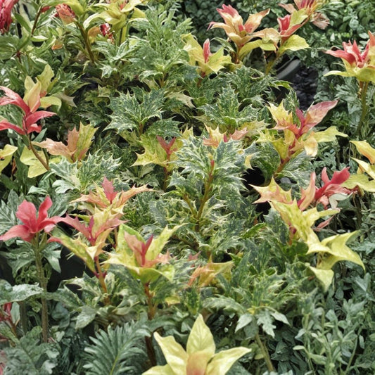 Goshiki Variegated Tea Olive – Osmanthus heterophyllus ‘Goshiki’ | Live Plant | 1 Quart | Fragrant Evergreen Shrub | Variegated Holly-Like Foliage | Zones 6–9