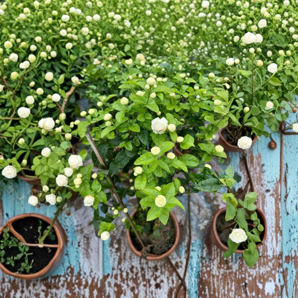 Arabian Jasmine – Jasminum sambac ‘Duke of Tuscany’ Live Plant | 4–6 Inches Tall | Double White Fragrant Blooms | Tropical Starter | No Pot